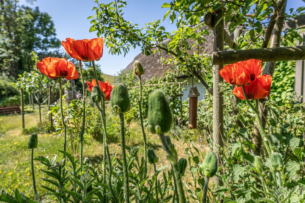 Mohnblumen im Garten Ferienhaus Vitt Rügen