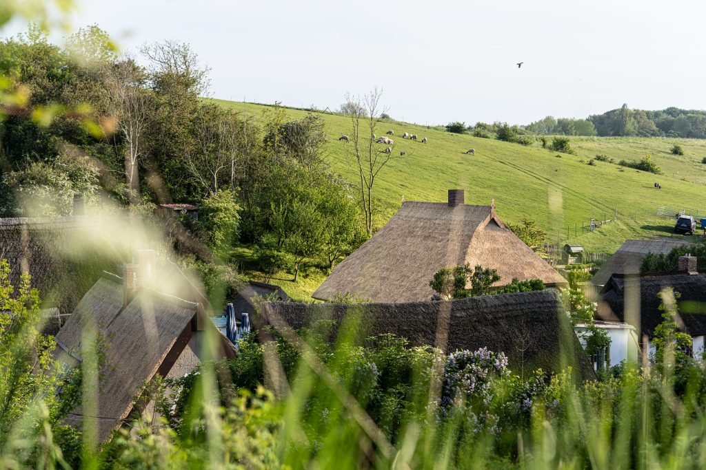 Schafherde Fischerdorf Vitt