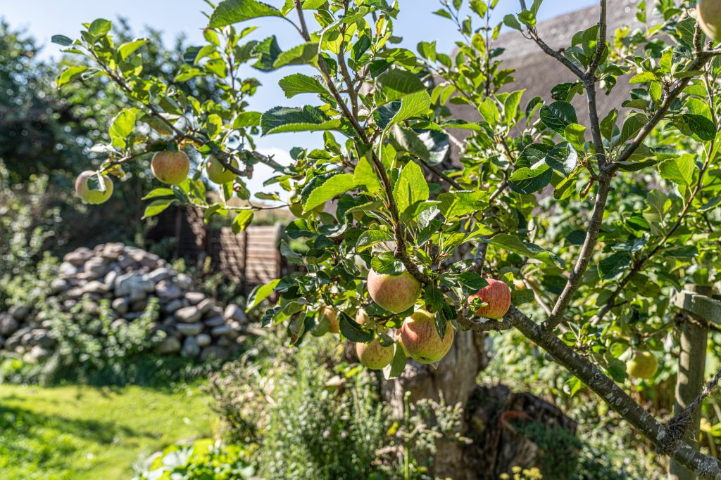Garten Ferienhaus Vitt